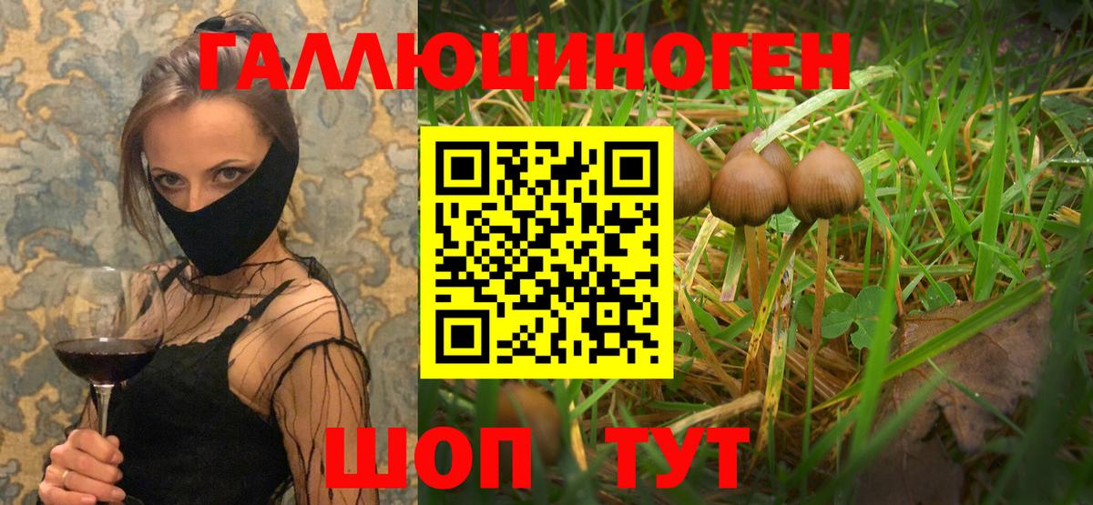 Галлюциногенные грибы Psilocybine cubensis Полысаево